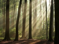 健康家装 金迪木门|给予用户最健康的家居生活
