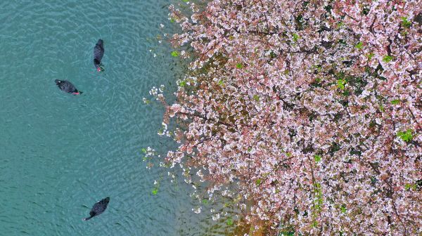 樱花盛开，黑天鹅悠然自得，一派春意盎然的景色。
