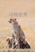 【领绣墙布】《非洲之旅》-动物世界|敬畏自然，动物与植物的和谐统一
