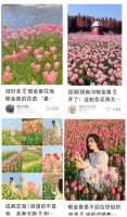 春日顶流！火遍全网的浪漫郁金香来长沙啦！