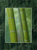 “以竹代木”：福人竹香板沃尔法精板的“势与机”