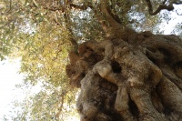 NATUZZI预告将在2025米兰设计周发布全新视觉符号及新品，以Rooted in Ha...