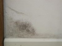 墙面霉斑反复滋生，美刷涂装帮你告别霉斑烦恼