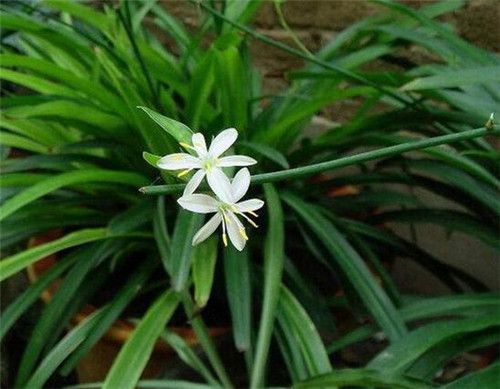 植物去味