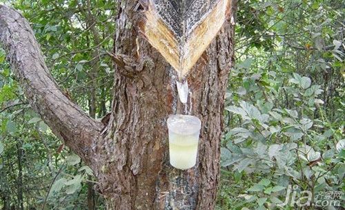 松香在古代医学中的应用