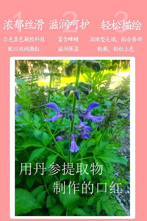 丹参口红