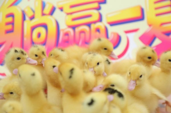 金粉节活动图片