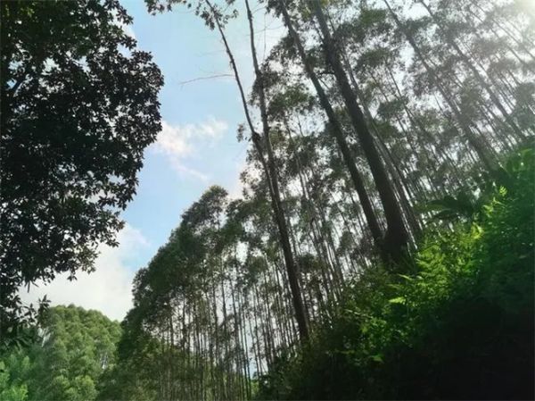 万象尤加利实木板原材展示