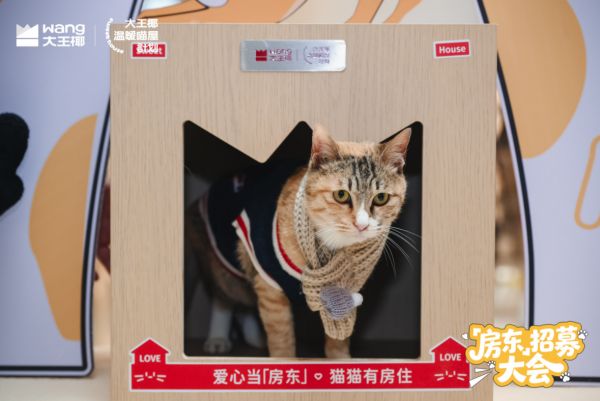 大王椰为流浪猫打造的温暖喵屋